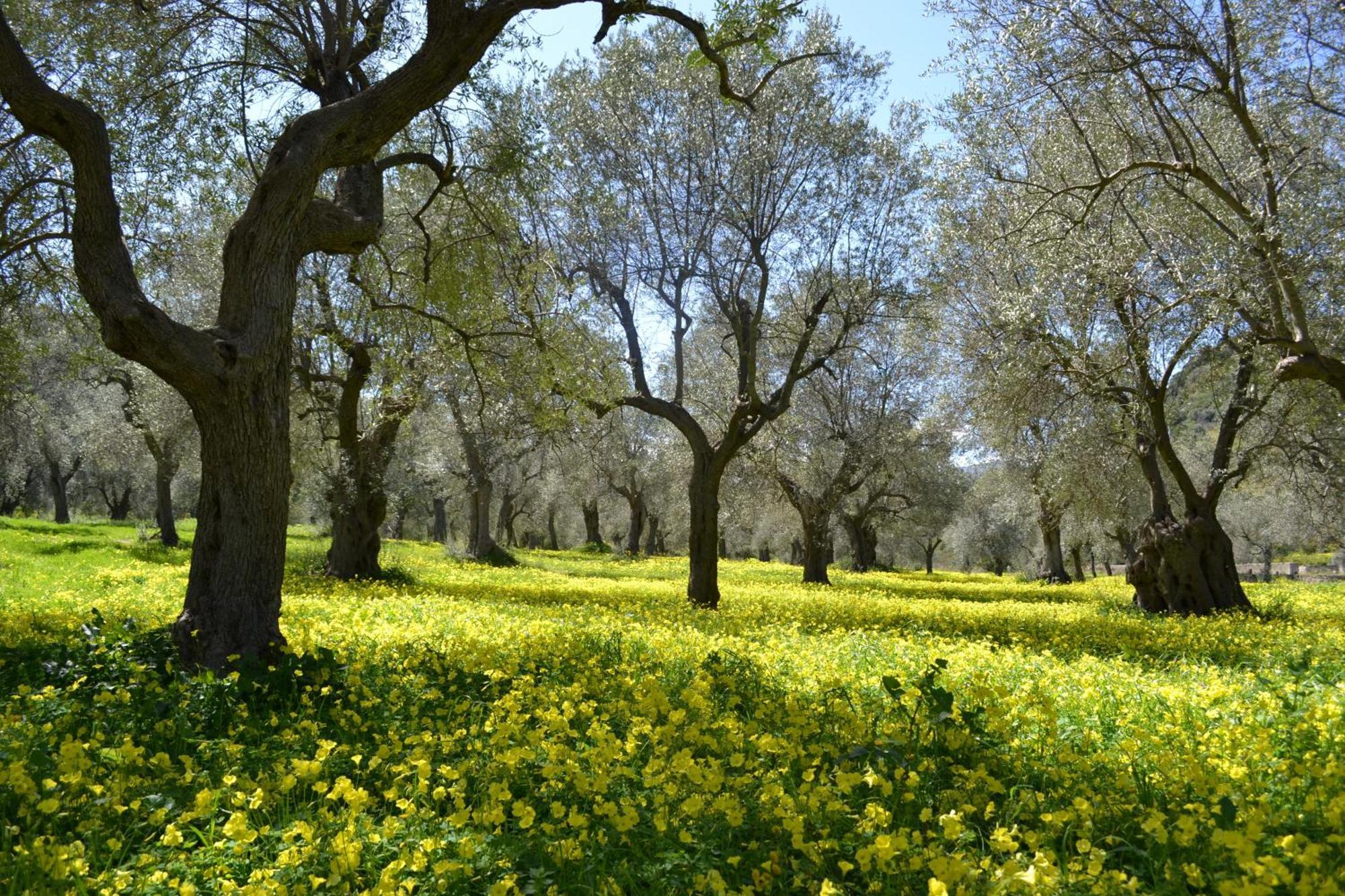 Agriturismo Malena Villa Rossano Esterno foto